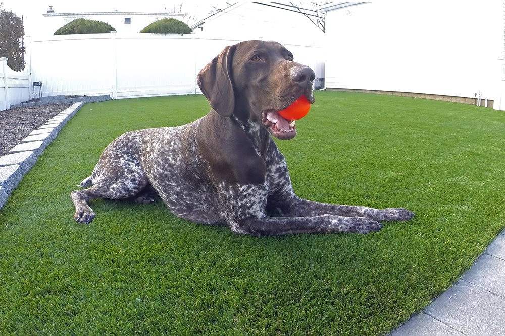Toronto artificial turf for dogs
